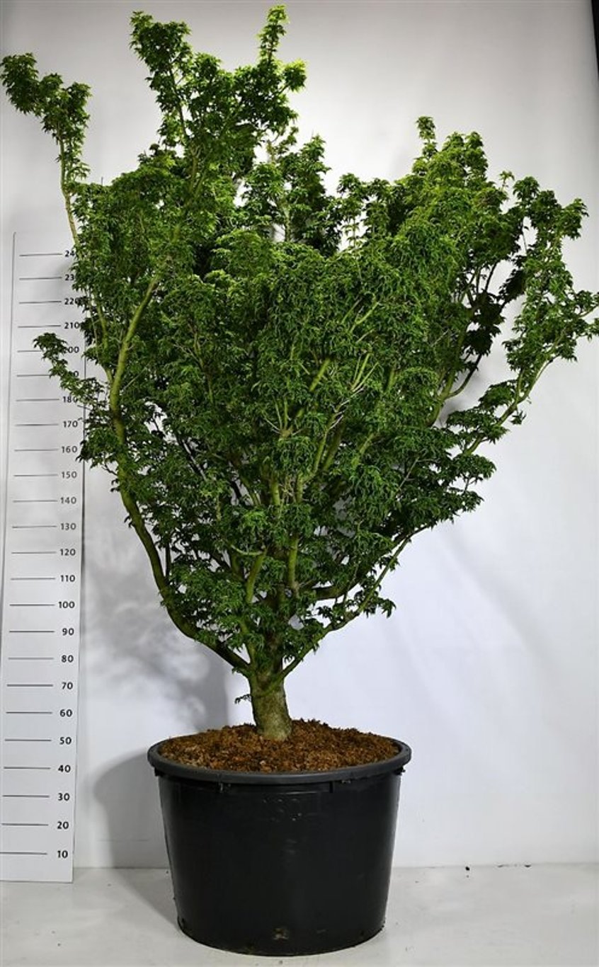 Acer pal. 'Shishigashira' - C200 200-225 CM